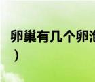 卵巢有幾個卵泡算正常（正常卵巢有幾個卵泡）