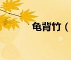 龜背竹（說一說龜背竹的簡介）