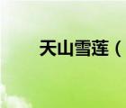 天山雪蓮（說一說天山雪蓮的簡介）