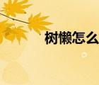 樹懶怎么讀英語（樹懶怎么讀）