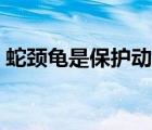 蛇頸龜是保護(hù)動(dòng)物嗎（蛇頸龜為什么沒(méi)人養(yǎng)）