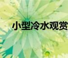 小型冷水觀賞魚繁殖（小型冷水觀賞魚）