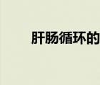 肝腸循環(huán)的藥物有哪些（肝腸循環(huán)）