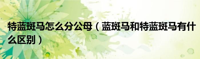 特藍斑馬怎么分公母（藍斑馬和特藍斑馬有什么區(qū)別）