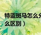 特藍(lán)斑馬怎么分公母（藍(lán)斑馬和特藍(lán)斑馬有什么區(qū)別）