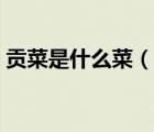 貢菜是什么菜（說一說貢菜是什么菜的簡介）