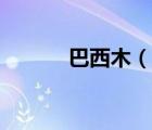 巴西木（說一說巴西木的簡介）