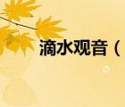 滴水觀音（說一說滴水觀音的簡(jiǎn)介）