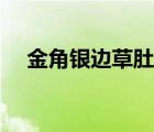 金角銀邊草肚皮掃雷（金角銀邊草肚皮）
