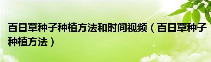 百日草種子種植方法和時間視頻（百日草種子種植方法）