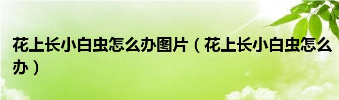 花上長小白蟲怎么辦圖片（花上長小白蟲怎么辦）