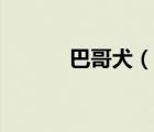 巴哥犬（說一說巴哥犬的簡介）