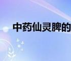 中藥仙靈脾的別名（仙靈脾的壯陽組方）