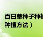 百日草種子種植方法和時(shí)間視頻（百日草種子種植方法）