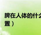 脾在人體的什么位置圖解（脾在人體的什么位置）