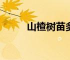 山楂樹苗多少錢一棵（山楂樹苗）