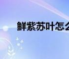 鮮紫蘇葉怎么吃（新鮮紫蘇葉的吃法）