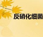 反硝化細菌怎么培養(yǎng)（反硝化細菌）
