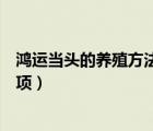 鴻運當頭的養(yǎng)殖方法和澆水（鴻運當頭的養(yǎng)殖方法和注意事項）