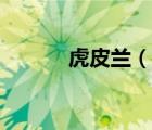 虎皮蘭（說一說虎皮蘭的簡(jiǎn)介）