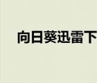 向日葵迅雷下載地址（向日葵迅雷下載）