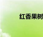 紅香果樹苗批發(fā)市場（紅香果）