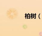 柏樹（說(shuō)一說(shuō)柏樹的簡(jiǎn)介）