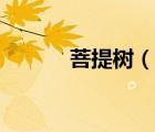 菩提樹（說一說菩提樹的簡介）