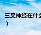 三叉神經(jīng)在什么位置痛（三叉神經(jīng)在什么位置）