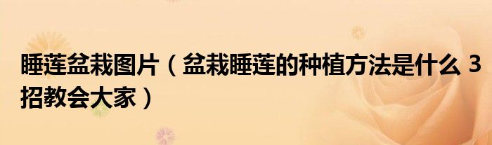 睡蓮盆栽圖片（盆栽睡蓮的種植方法是什么 3招教會(huì)大家）