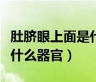 肚臍眼上面是什么器官一直痛（肚臍眼上面是什么器官）