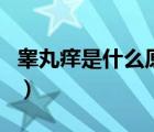 睪丸癢是什么原因導致的（睪丸癢是什么原因）