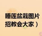 睡蓮盆栽圖片（盆栽睡蓮的種植方法是什么 3招教會(huì)大家）