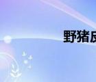 野豬皮的用途（野豬皮）