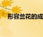 形容蘭花的成語(yǔ)品質(zhì)（形容蘭花的成語(yǔ)）
