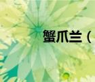 蟹爪蘭（說一說蟹爪蘭的簡介）