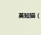 英短貓（說(shuō)一說(shuō)英短貓的簡(jiǎn)介）