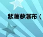 紫藤蘿瀑布（說(shuō)一說(shuō)紫藤蘿瀑布的簡(jiǎn)介）