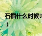 石榴什么時候吃最好吃（石榴什么時候吃最好）