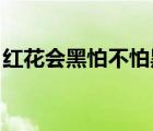 紅花會(huì)黑怕不怕黑（冏瑟夫 黑怕不怕黑歌詞）