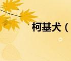 柯基犬（說(shuō)一說(shuō)柯基犬的簡(jiǎn)介）