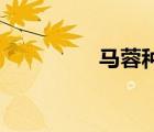 馬蓉種子29（馬蓉種子）