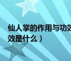 仙人掌的作用與功效有什么作用是什么（仙人掌的作用與功效是什么）