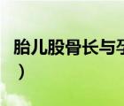 胎兒股骨長(zhǎng)與孕周關(guān)系（股骨長(zhǎng)與孕周的關(guān)系）