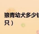 狼青幼犬多少錢一只合適（狼青幼犬多少錢一只）