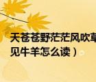 天蒼蒼野茫茫風吹草地見牛羊的意思是什么意思（風吹草地見牛羊怎么讀）