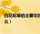 白花蛇草的主要功效是什么（白花蛇舌草的功效與作用是什么）