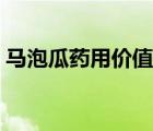 馬泡瓜藥用價值怎么吃（馬泡瓜的食用方法）