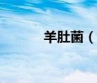 羊肚菌（說一說羊肚菌的簡介）