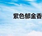 紫色郁金香圖片壁紙（紫色郁金香）